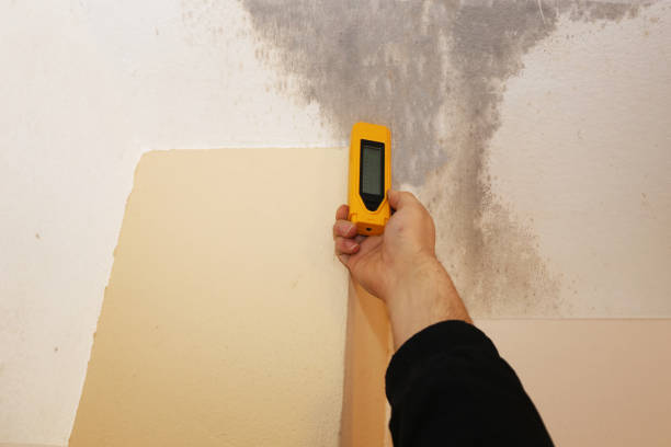 Best Environmental Consulting for Mold Prevention  in Dumas, TX