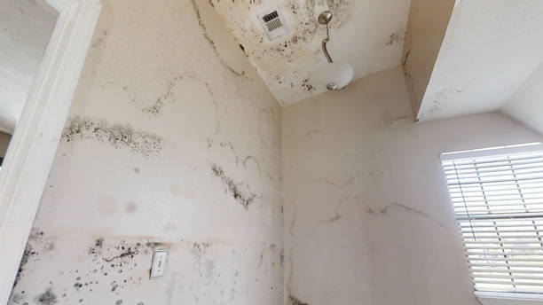  Dumas, TX Mold Removal Pros
