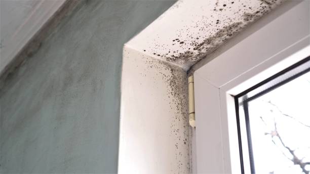 Best Mold Prevention Services  in Dumas, TX