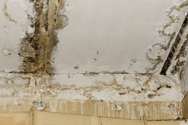 Mold Remediation for Vacation Homes in Dumas, TX