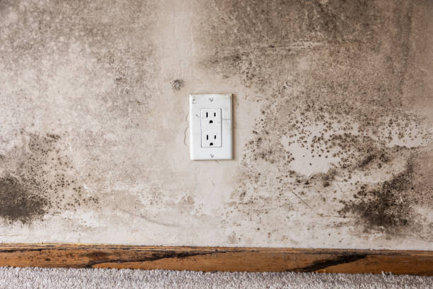 Best Mold-Related Health Consultation  in Dumas, TX