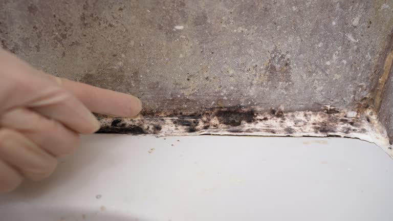 Best Real Estate Mold Inspection  in Dumas, TX